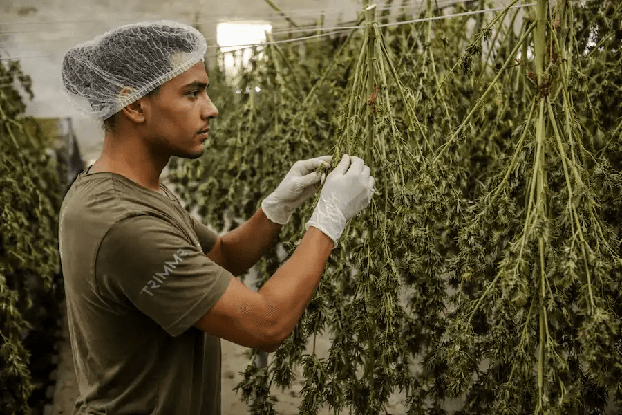 Worker hanging and bucking cannabis plants