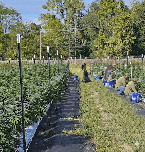 Cannabis cultivation worker tending to plants in greenhouse