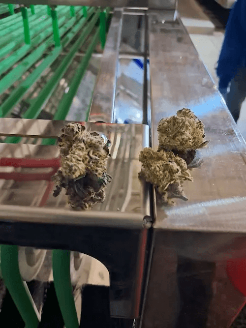 Mobius M108 conveyor with trimmed flower