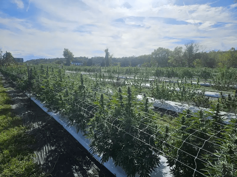 Cannabis cultivation greenhouse facility