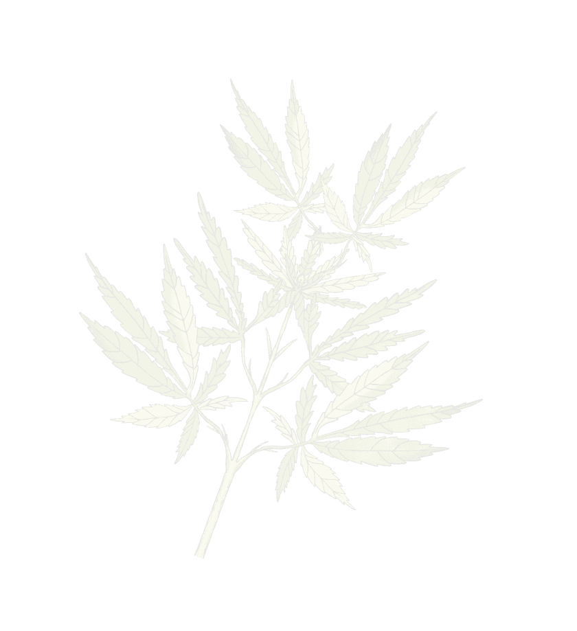 Cannabis workers in professional cultivation setting